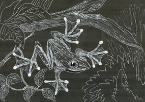 Flying frog