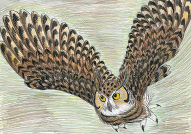 Eagle owl in flight