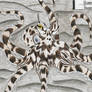 Octopus week: Mimic octopus