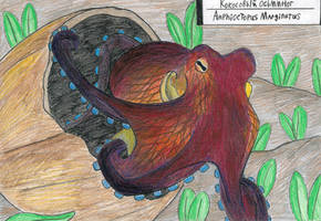 Octopus week: Coconut octopus