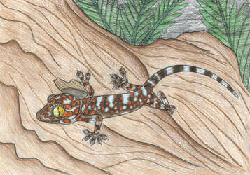 Tokay gecko by MicromirOfTheNorth