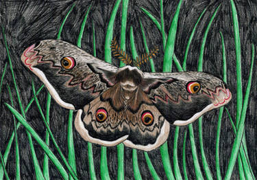 Peacock moth