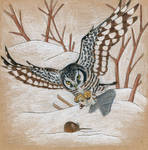 Northern hawk owl by MicromirOfTheNorth