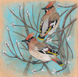 Waxwings by MicromirOfTheNorth