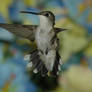 Humming bird in Flight 3