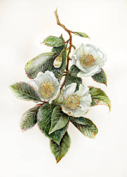 Stewartia pseudocamellia