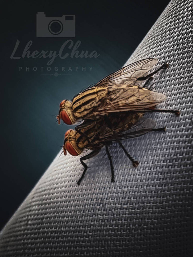Lesser house flies by LhexyChua10 on DeviantArt