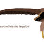 Saurornitholestes langstoni