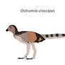 Ostromia crassipes