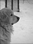 .my dog - Dream II. by owczarowana