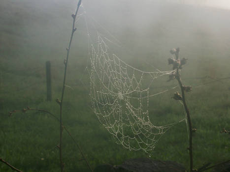 spider web