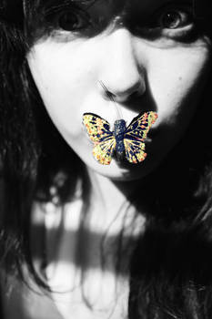 butterfly