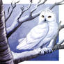 Snowy Owl