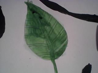 Leaf