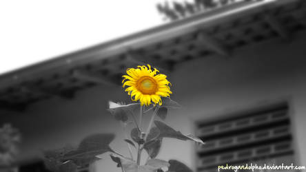 Sunflower Black And White by PedroGandolpho