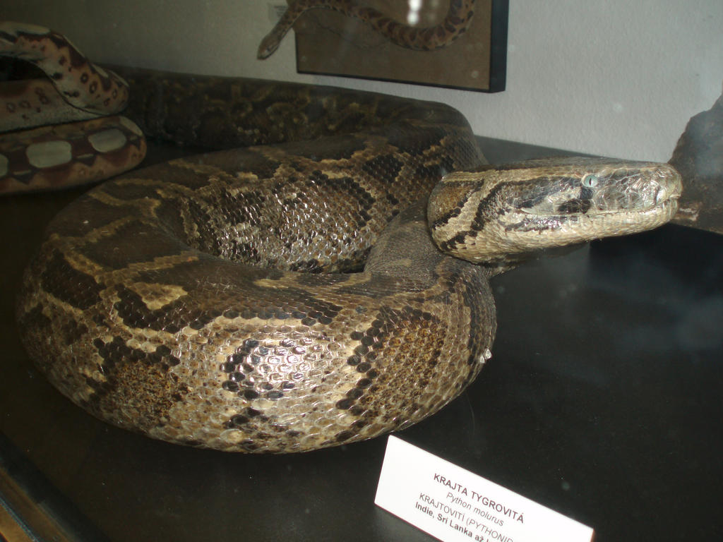 Indian Python Recipe Stuffed Indian Python by JadeBadger on DeviantArt