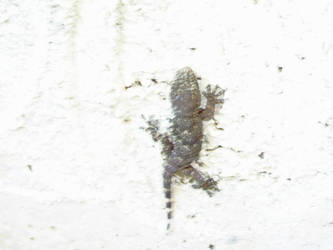 Gecko (3)