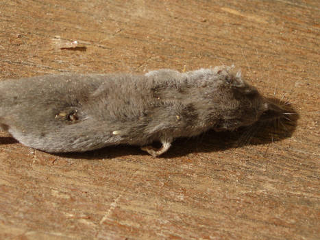 Mr. Shrew