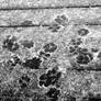 Foot Prints