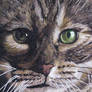 Cat Portrait in Oil Paint