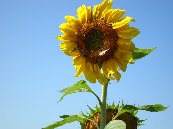 Sunflower01