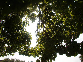 Light Through Leaves