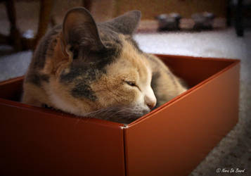 Nap -n- a Box