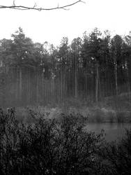 Fog on the Lake