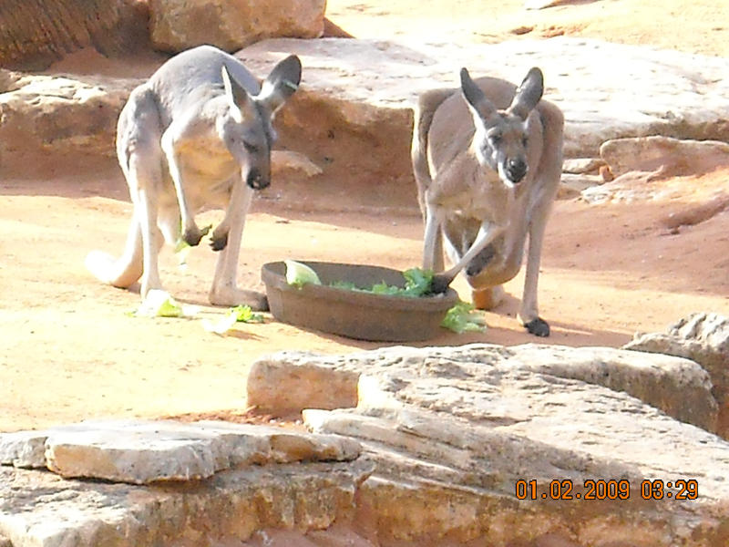 Kangaroos by AhalitaMoonfire on DeviantArt