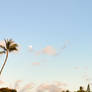 Palms and sunset