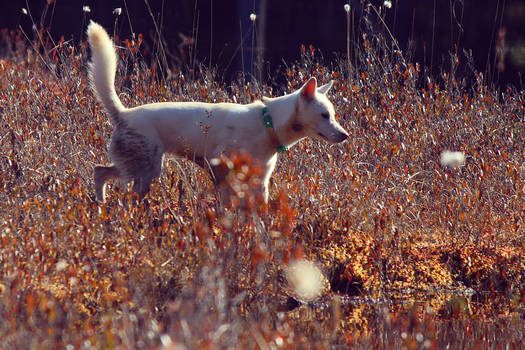 Autumn on the Peat Bog