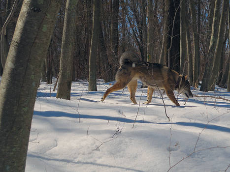 Stalker In The Snow