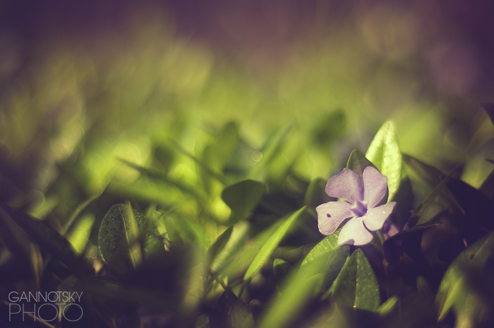 Purple Propeller