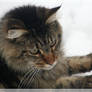 Maine Coon Winter I