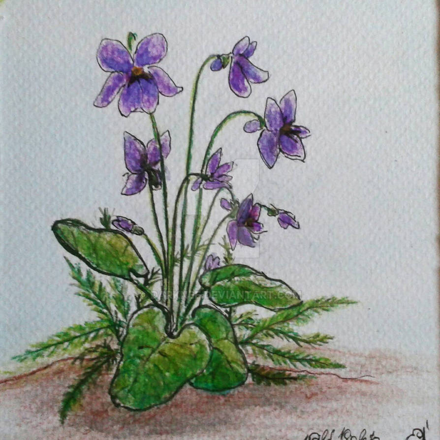 little wild violets