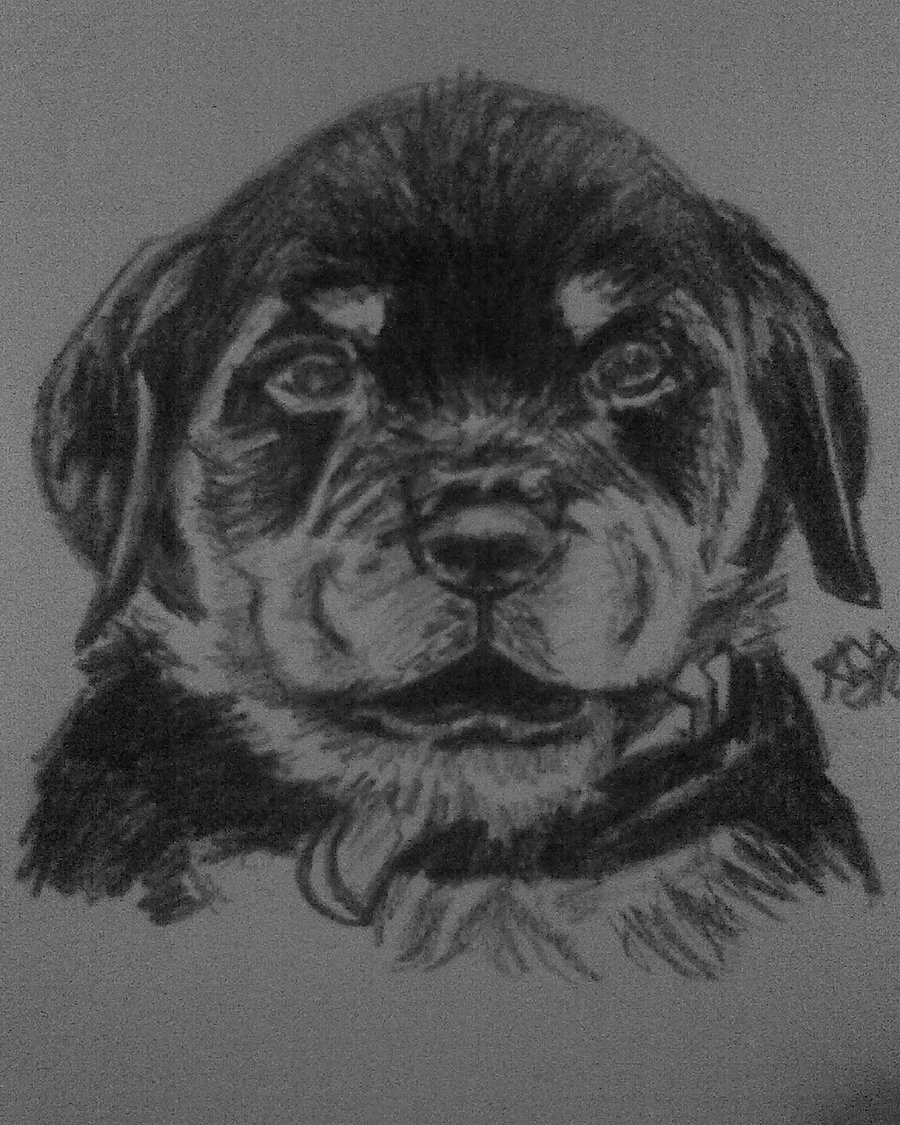 rottie puppy