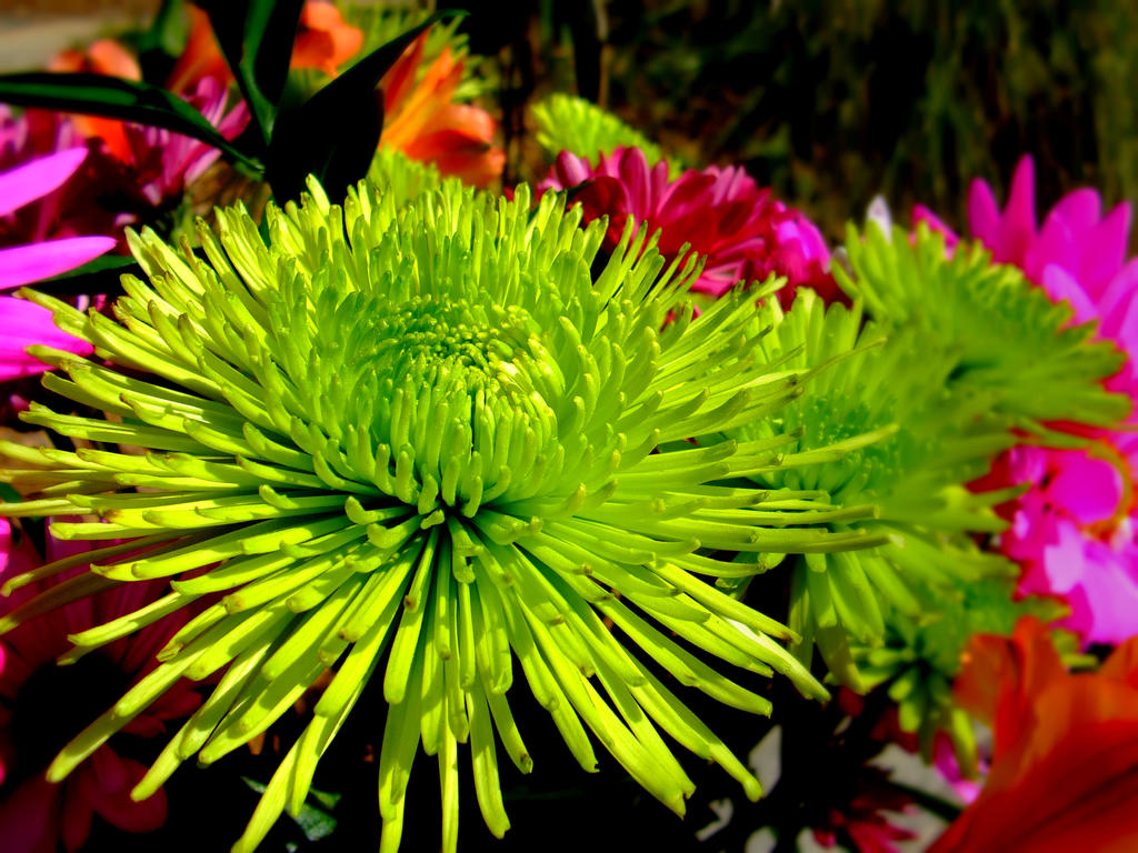 Green Mums