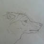 wolf