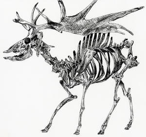 elk