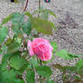 Pink rose