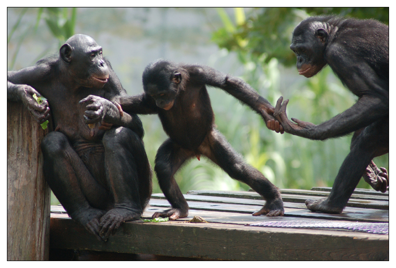 Bonobo Family