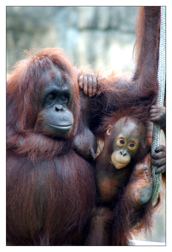 Pongo pygmaeus Pair