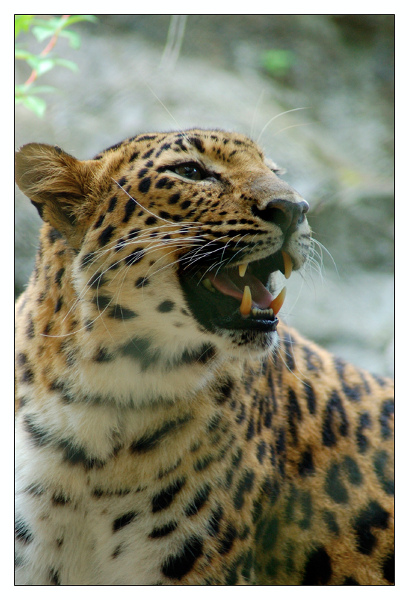 Amur Leopard 6 cfz9709