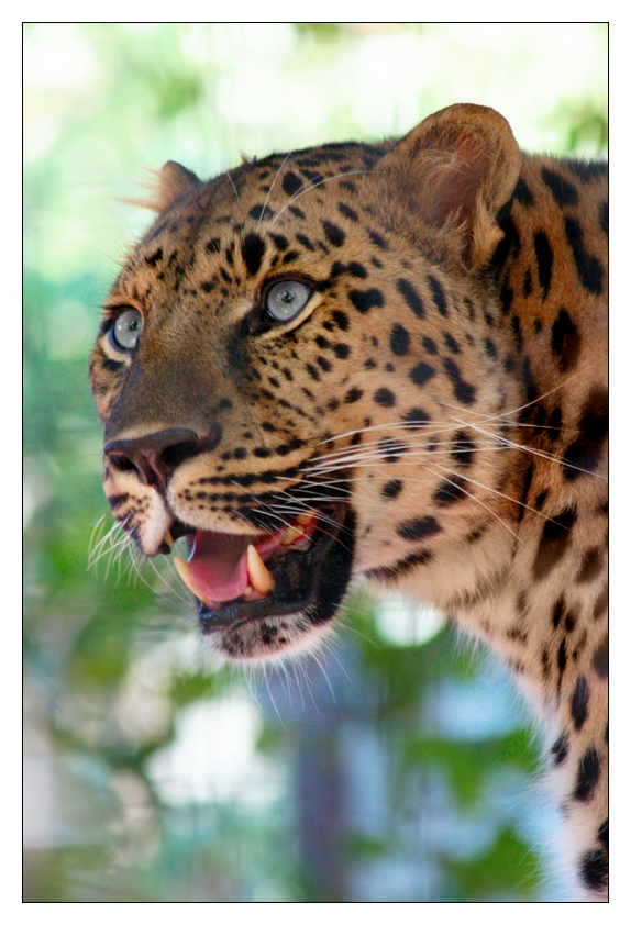 Amur Leopard III JAX9907