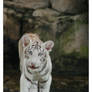 Tiger Cub I LPZ92207