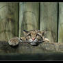 Clouded Leopard LPZ102607