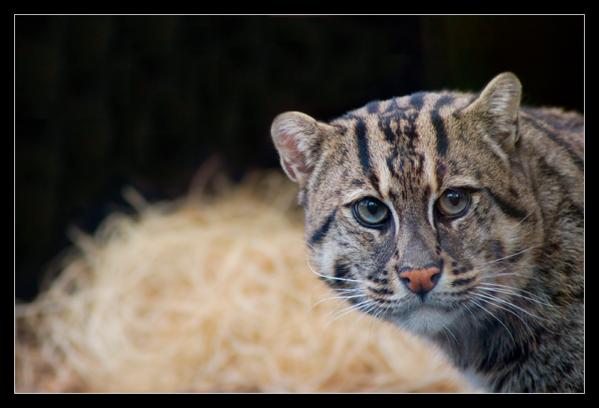 Fishing Cat III NZ110407