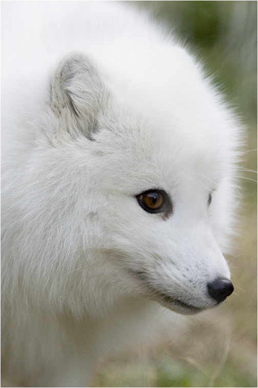 Arctic Fox 3 NCZOO122907