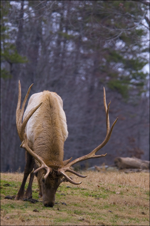 Elk III NCZOO122907