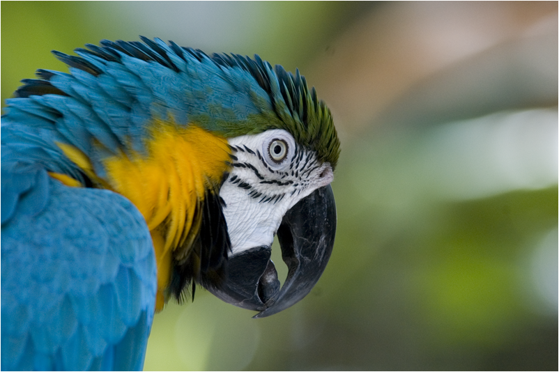 Blue-and-gold Macaw 2 NZ10708